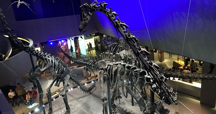 Diplodocid sauropod dinosaur