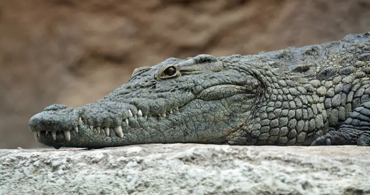 Crocodile Paradox