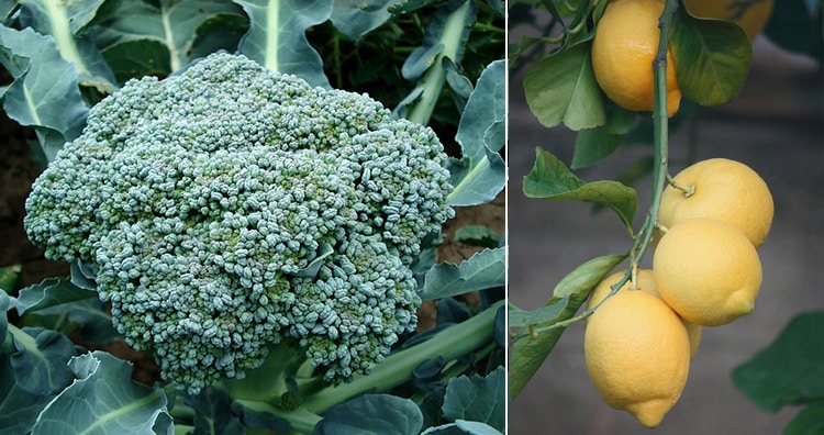Broccoli and lemon
