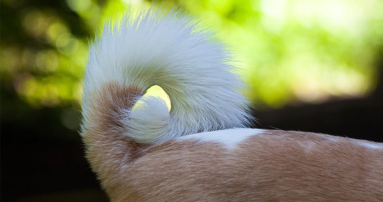 Dog tail
