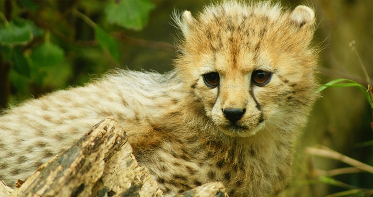 Cheetah's cub