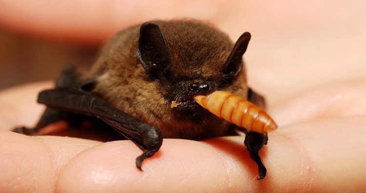 Bat eating insect