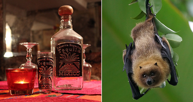 Tequila and bats