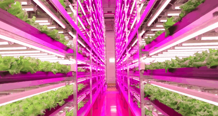 lettuce farm- led