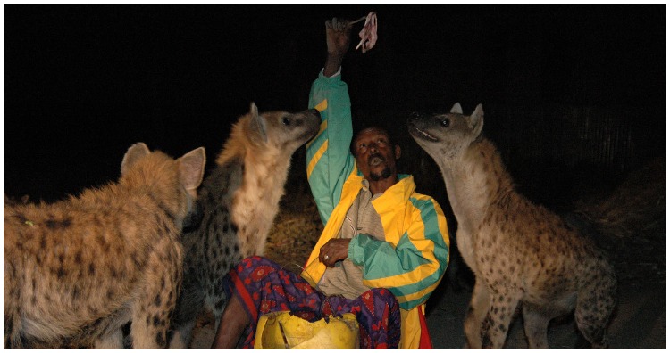 Ethiopian man feeding hyenas