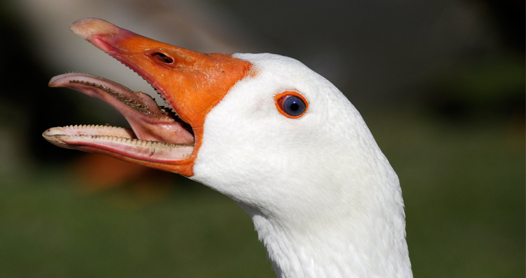 Duck Tongue