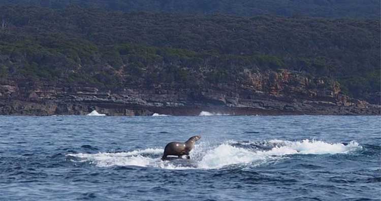 Seal Riding a Humpback Whale