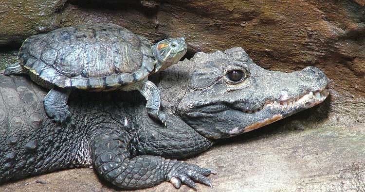Crocodile and Turtle