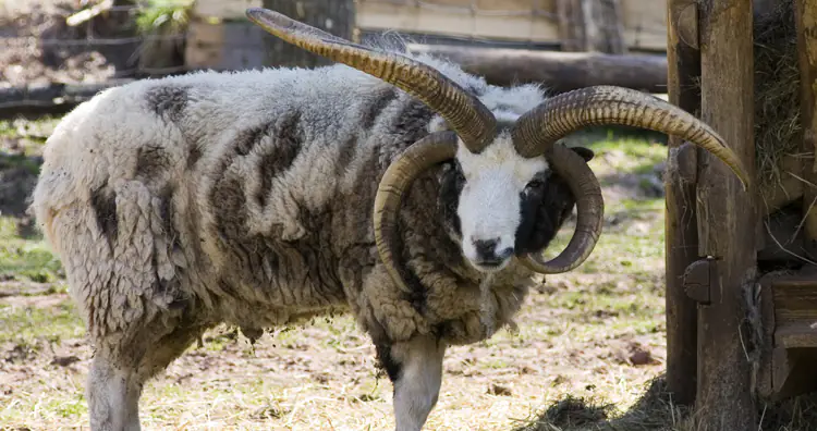 Jacob Sheep