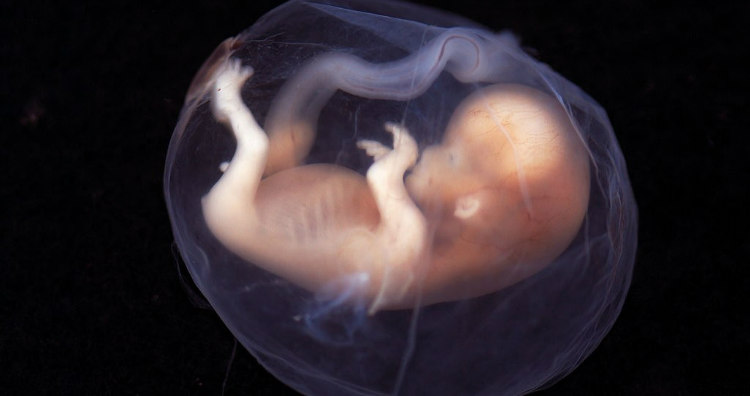 Baby in Womb