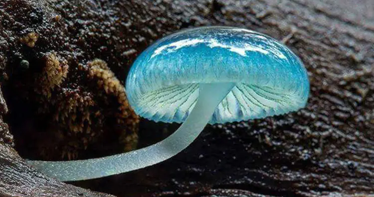 Mycean Mushroom