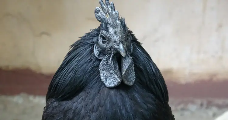 Goth Chicken