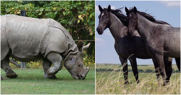 Horses and rhinos