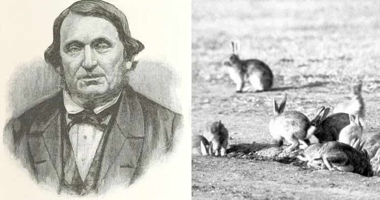 Rabbits in Australia