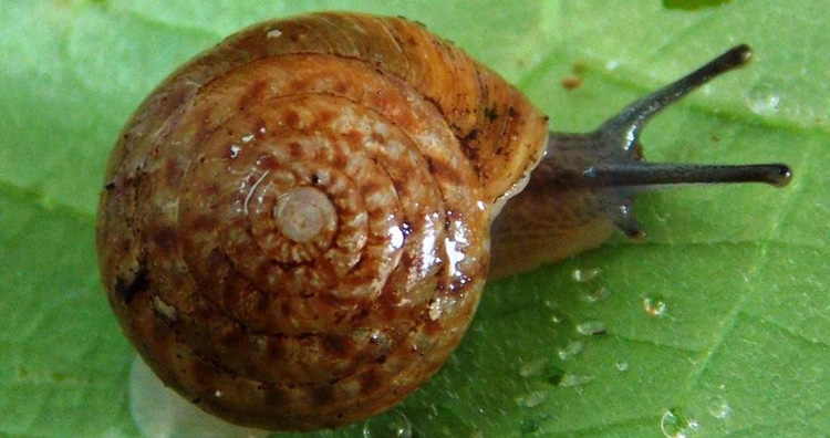 Bermuda Land Snail