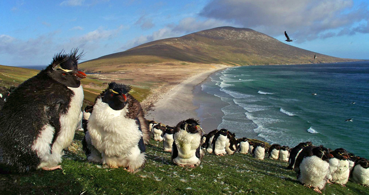 Falklands island