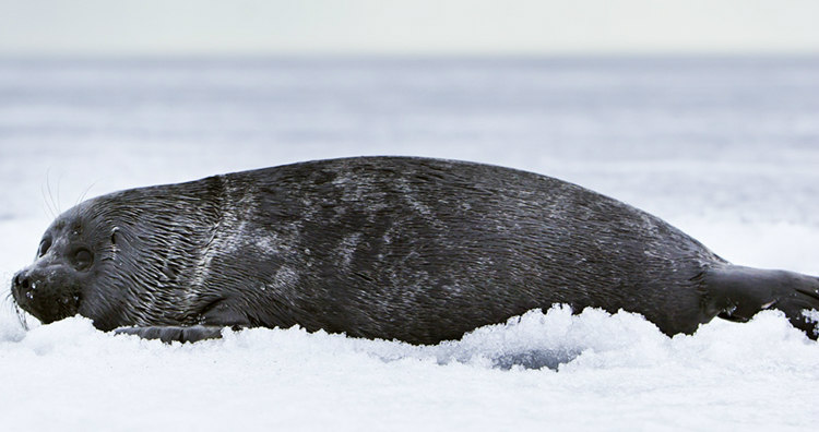 Baikal Seal or Nerpa