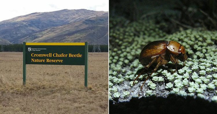 Cromwell Chafer Beetle