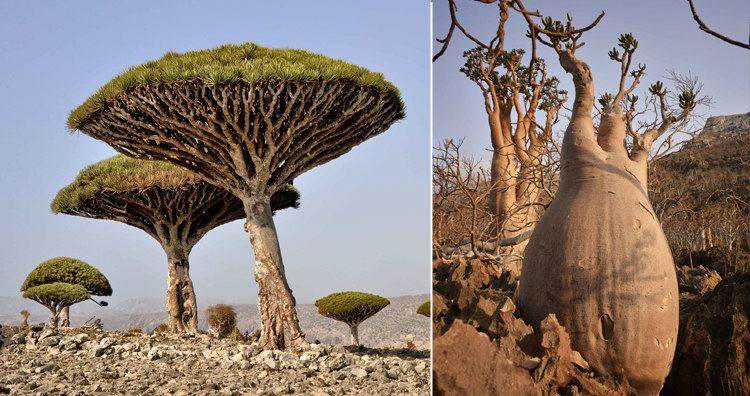 Dragon's Blood Tree and Bottle Tree of Socotra