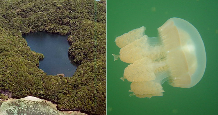 Jellyfish Lake and Golden Jellyfish