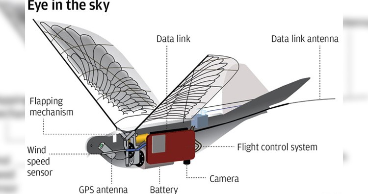 Drone dove structure