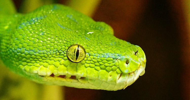 Snake slit pupils