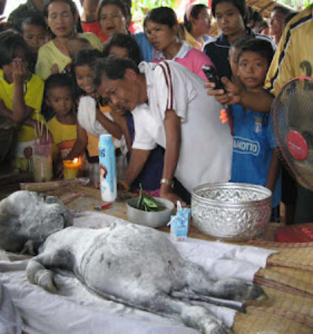 Picture Buffalo in Thailand Gives Birth to Offspring with Human-Like Face