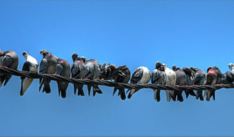 Picture The human brain can only maintain 150 stable social relationship.