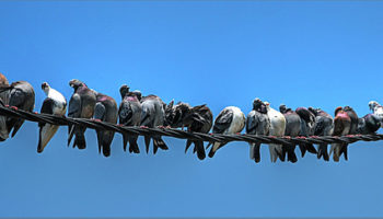 Picture The human brain can only maintain 150 stable social relationship.