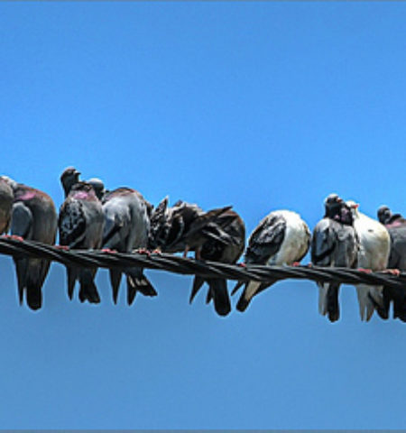 Picture The human brain can only maintain 150 stable social relationship.