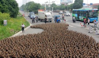 Picture 5000 Ducks Cause Epic Traffic Jam In China.
