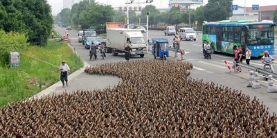 Picture 5000 Ducks Cause Epic Traffic Jam In China.
