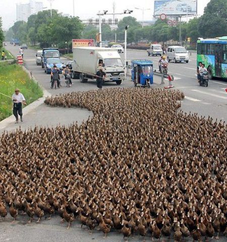 Picture 5000 Ducks Cause Epic Traffic Jam In China.