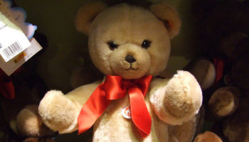 Picture Teddy Bear Killed More People Than Grizzly Bears.