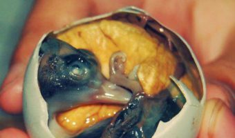 Picture In Some Countries People Eat Balut(egg) fertilized duck embryo.