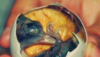 Picture In Some Countries People Eat Balut(egg) fertilized duck embryo.