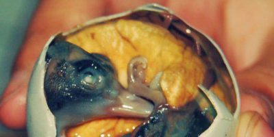Picture In Some Countries People Eat Balut(egg) fertilized duck embryo.