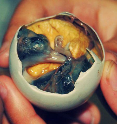 Picture In Some Countries People Eat Balut(egg) fertilized duck embryo.