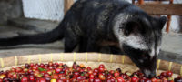 Picture World’s Most Expensive Coffee Made Of Civet Cat Droppings.
