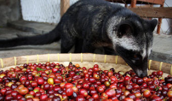 Picture World’s Most Expensive Coffee Made Of Civet Cat Droppings.