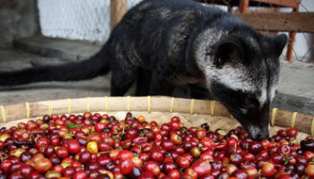 Picture World’s Most Expensive Coffee Made Of Civet Cat Droppings.