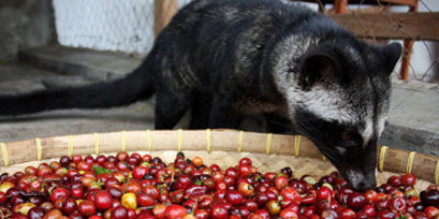 Picture World’s Most Expensive Coffee Made Of Civet Cat Droppings.
