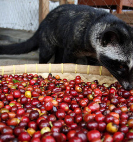 Picture World’s Most Expensive Coffee Made Of Civet Cat Droppings.