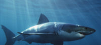 Picture White Sharks Have To Keep Moving In Order To Stay Alive.