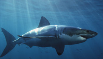 Picture White Sharks Have To Keep Moving In Order To Stay Alive.