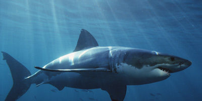 Picture White Sharks Have To Keep Moving In Order To Stay Alive.
