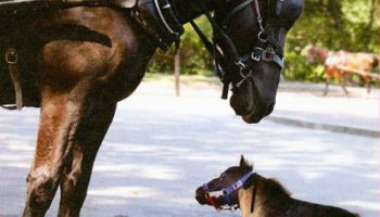 Picture World’s Smallest Horse,Thumbelina.