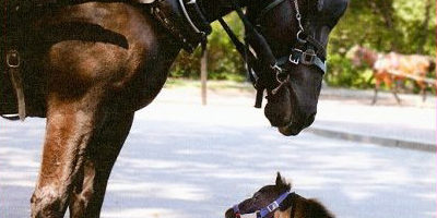 Picture World’s Smallest Horse,Thumbelina.