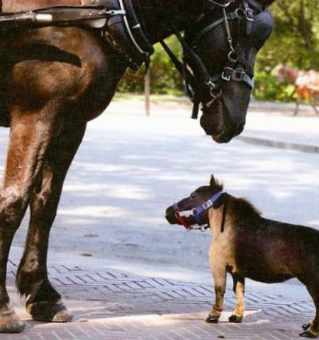 Picture World’s Smallest Horse,Thumbelina.