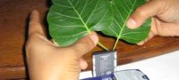 Picture Can You Really Charge Your Mobile Battery From Sacred Fig Leaves ?